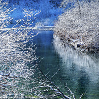 Buy canvas prints of Winter Leaves Snow Ice  Wenatchee River Valley Leavenworth Washi by William Perry