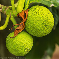 Buy canvas prints of Green Breadfruit Jackfruit Moorea Tahiti by William Perry