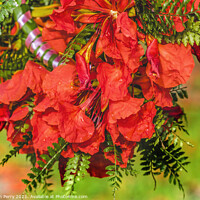 Buy canvas prints of Tropical Flame Tree Flowers Christmas Headwreath Headpiece Moore by William Perry