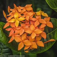 Buy canvas prints of Orange Jungle Geranium Moorea Tahiti by William Perry