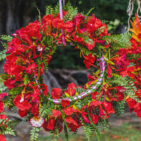 Buy canvas prints of Tropical Flame Tree Flowers Christmas Headwreath Headpiece Moore by William Perry
