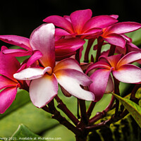 Buy canvas prints of Pink Yellow Frangipini Moorea Tahiti by William Perry