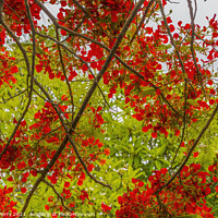 Buy canvas prints of Red Flame Tree  Moorea Tahiti by William Perry