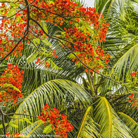 Buy canvas prints of Red Flame Tree  Flowers Palm Tree Moorea Tahiti by William Perry