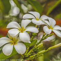 Buy canvas prints of White Yellow Frangipini Moorea Tahiti by William Perry