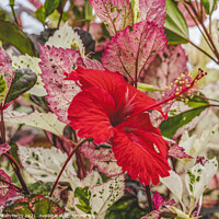 Buy canvas prints of Red Tropical Hibiscus Flower White Red Leaves  by William Perry