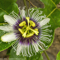 Buy canvas prints of Purple White Yellow Passion Flower Moorea Tahiti by William Perry