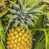 Buy canvas prints of Pineapple Growing Field Moorea Tahiti by William Perry