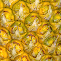 Buy canvas prints of Pineapple Growing Field Moorea Tahiti by William Perry