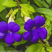 Buy canvas prints of Purple Flowers Bush Clockvine Moorea Tahiti by William Perry