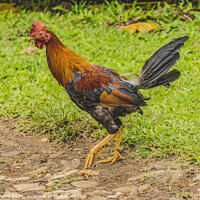 Buy canvas prints of Red Junglefowl Rooster Moorea Tahiiti by William Perry