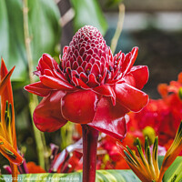 Buy canvas prints of Red Torch Ginger Moorea Tahiti by William Perry