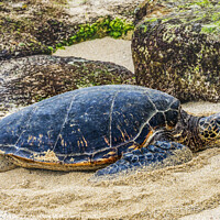 Buy canvas prints of Green Sea Turtle Laying Eggs Maui Hawaii by William Perry
