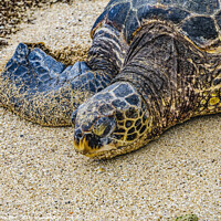 Buy canvas prints of Green Sea Turtle Laying Eggs Maui Hawaii by William Perry