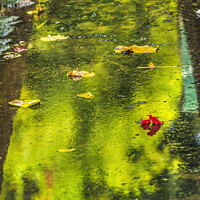 Buy canvas prints of Green Reflection Abstract Water Flowers Leaves Moorea Tahiti by William Perry