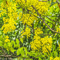 Buy canvas prints of Golden Shower Yellow Flowers Tree Moorea Tahiti by William Perry