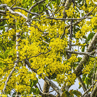 Buy canvas prints of Golden Shower Yellow Flowers Tree Moorea Tahiti by William Perry