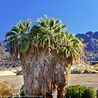 Buy canvas prints of Palm Tree Canyon Desert Death Valley National Park California by William Perry