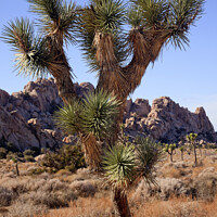 Buy canvas prints of Many Branches Yucca  Brevifolia Mojave Desert Joshua Tree Nation by William Perry