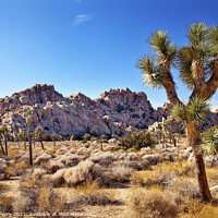Buy canvas prints of Yucca  Brevifolia Mojave Desert Joshua Tree National Park Califo by William Perry