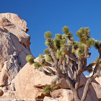 Buy canvas prints of Rock Climb Yucca  Brevifolia Mojave Desert Joshua Tree National  by William Perry