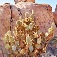 Buy canvas prints of Prickly Pear Cactus Hidden Valley Mojave Desert Joshua Tree Nati by William Perry