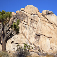 Buy canvas prints of Rock Climb Yucca  Brevifolia Mojave Desert Joshua Tree National  by William Perry