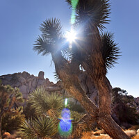 Buy canvas prints of Sun Yucca  Brevifolia Sun Flare Mojave Desert Joshua Tree National P by William Perry