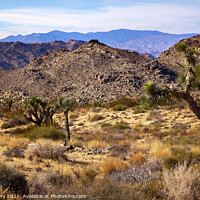 Buy canvas prints of Yucca  Brevifolia Mountains Mojave Desert Joshua Tree National P by William Perry