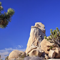 Buy canvas prints of Rock Yucca  Brevifolia Mojave Desert Joshua Tree National Park C by William Perry