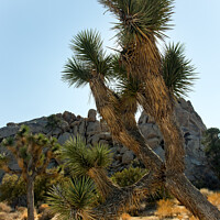 Buy canvas prints of Yucca  Brevifolia Mojave Desert Joshua Tree National Park Califo by William Perry