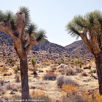 Buy canvas prints of Trees Yucca  Brevifolia Mojave Desert Joshua Tree National Park by William Perry