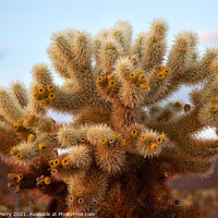 Buy canvas prints of Cholla Cactus Garden Mojave Desert Joshua Tree National Park Cal by William Perry