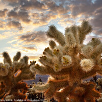 Buy canvas prints of Cholla Cactus Garden Sunset Mojave Desert Joshua Tree National P by William Perry