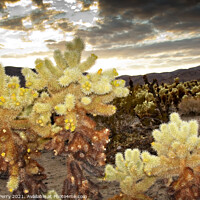 Buy canvas prints of Cholla Cactus Garden Mojave Desert Joshua Tree National Park Cal by William Perry
