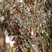 Buy canvas prints of Monarch Butterflies Migration Eilwood Mesa  Grove Goleta Califor by William Perry