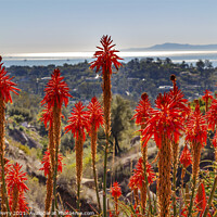 Buy canvas prints of Orange Aloe Cactus Morning Pacific Ocean Santa Barbara Californi by William Perry
