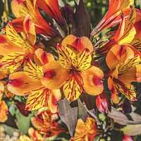 Buy canvas prints of Orange Yellow Peruvian Lillies Flowers Blooming Macro by William Perry