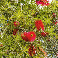 Buy canvas prints of Red Bottle Brush Tree St Augustine Florida by William Perry