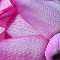 Buy canvas prints of Pink Lotus Petal Bud Hong Kong Flower Market by William Perry