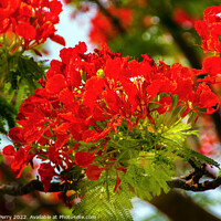Buy canvas prints of Red Flame Tree Delonix Regia Hong Kong by William Perry