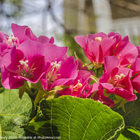 Buy canvas prints of Pinkball Tropical Hydrangea Key West Florida by William Perry