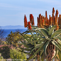 Buy canvas prints of Giant Tree Aloe Mission Santa Barbara California by William Perry