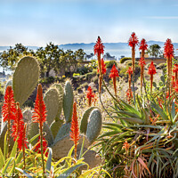 Buy canvas prints of Orange Aloe Cactus Santa Barbara California by William Perry