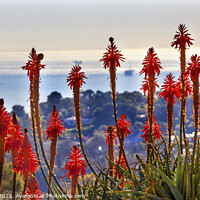 Buy canvas prints of Orange Aloe Cactus Oil Platforms Santa Barbara California by William Perry