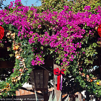 Buy canvas prints of Christmas Wreaths Bougainvillea Old San Diego California by William Perry