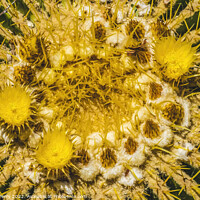 Buy canvas prints of Yellow Blossoms Golden Barrel Cactus Blooming Macro by William Perry