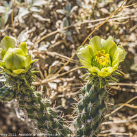 Buy canvas prints of Yellow Blossoms California Cholla Cactus Blooming Macro by William Perry