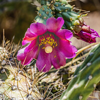 Buy canvas prints of Pink Blossoms Cane Cholla Cactus  by William Perry