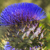 Buy canvas prints of Blue Cardoon Thistle Blooming Macro by William Perry